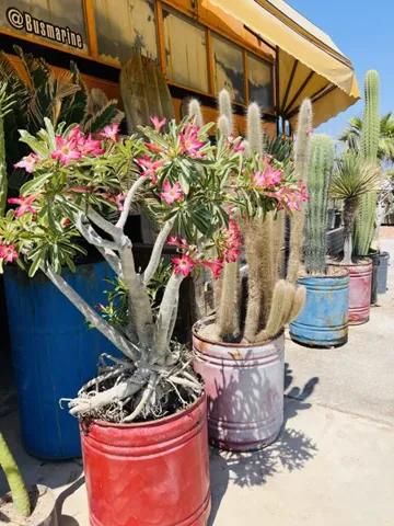 Cacti and the bus